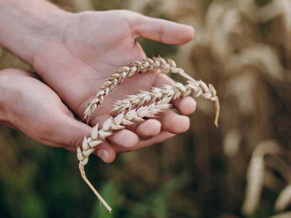 Grano duro: le varietà più resistenti alle malattie fungine