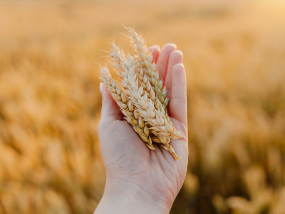 Grano duro, la concimazione in quattro tabelle