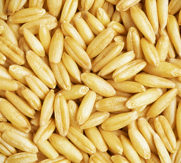 Grano duro da seme
