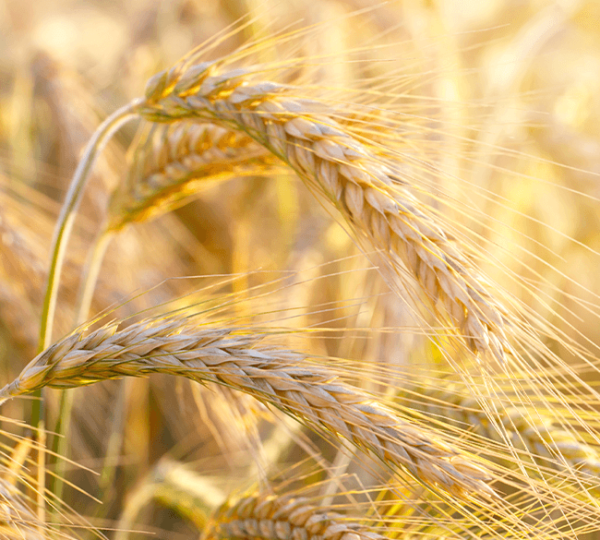 Il Grano Duro da Macina